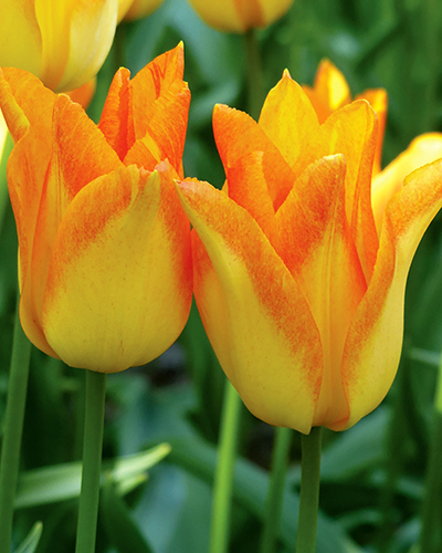 Tulipán laliokvetý Moonblush 11/12, 100 kusov